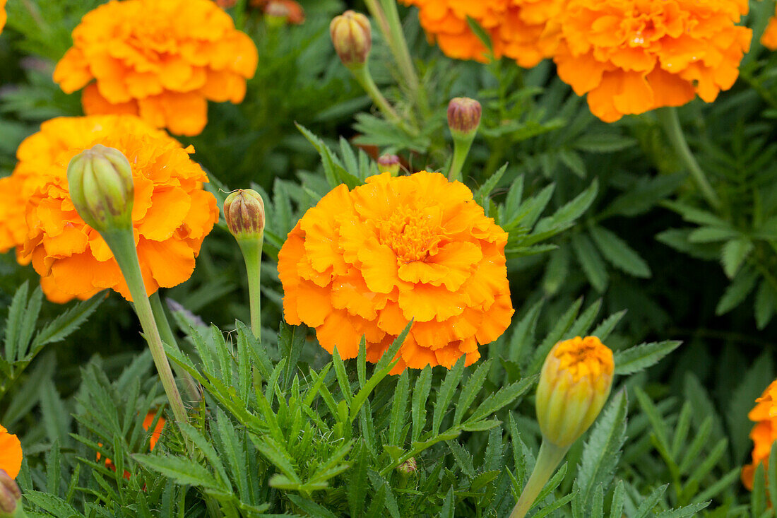 Tagetes patula 'Marigold-Durango Tangerine'