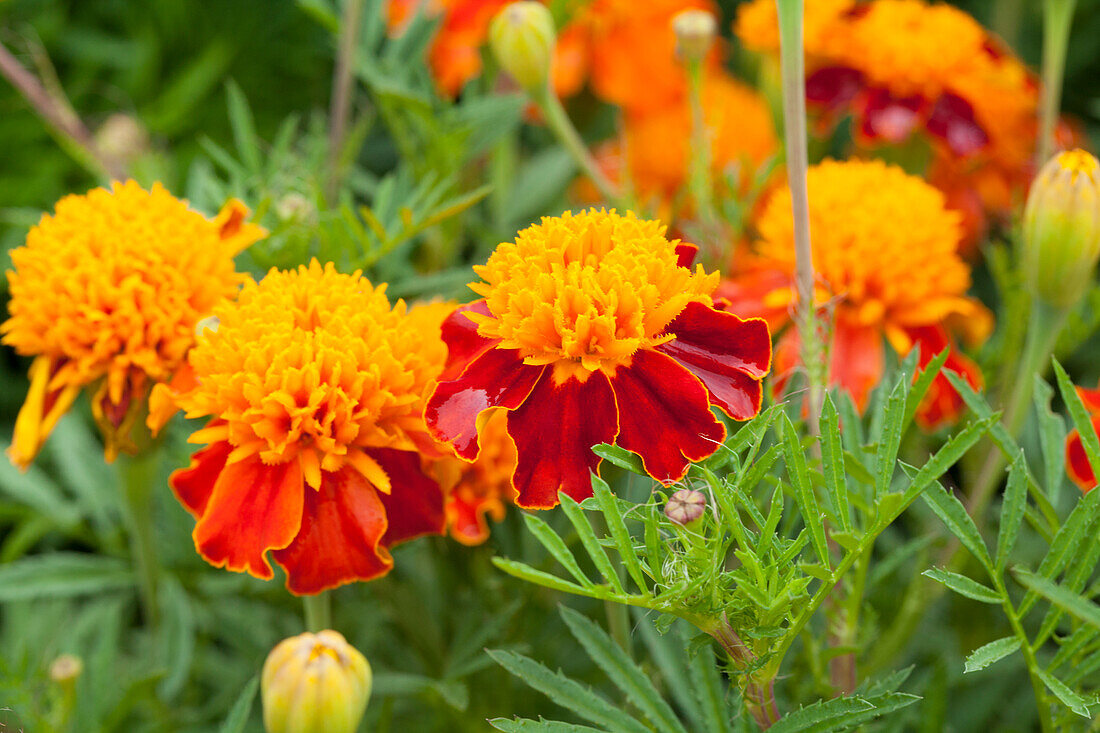 Tagetes patula 'Orangeflamme' (Orange Flame)