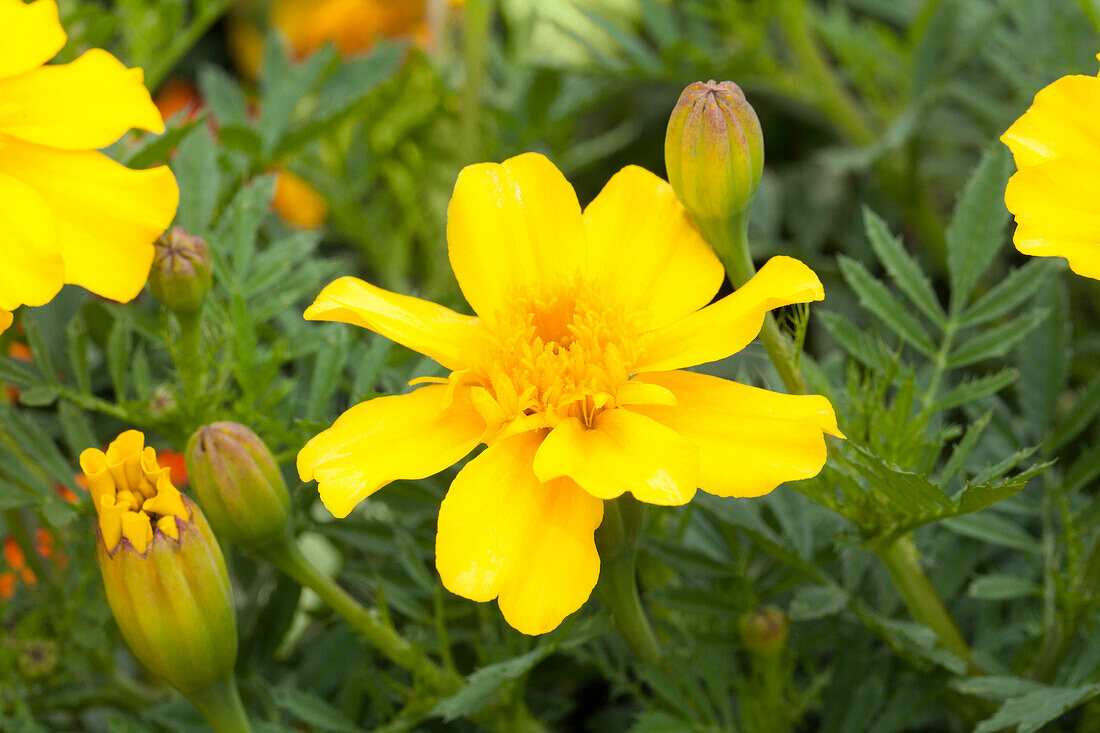 Tagetes patula