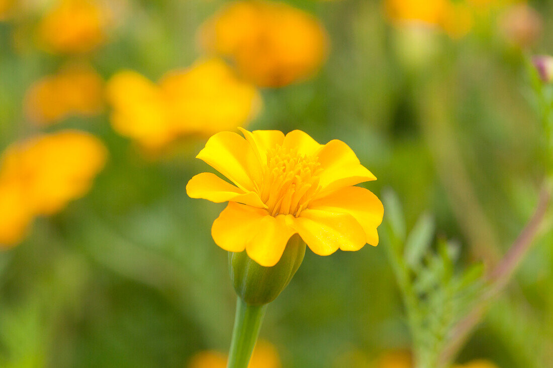 Tagetes patula 'La Bamba'