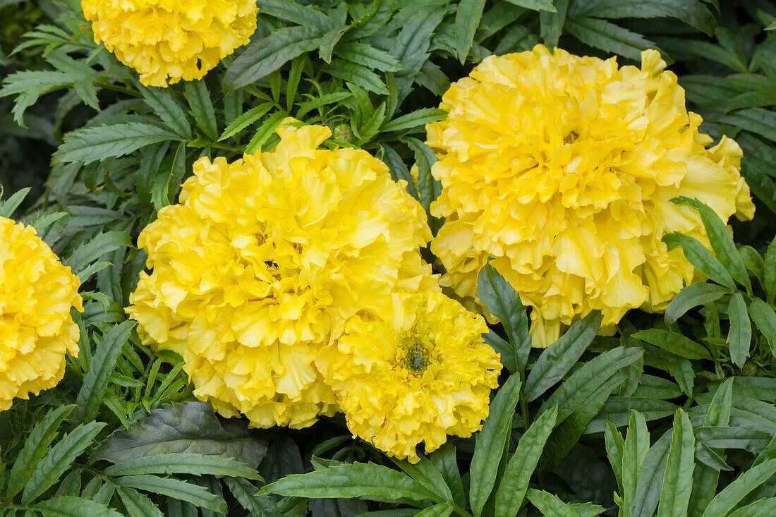 Tagetes erecta 'Moonlight