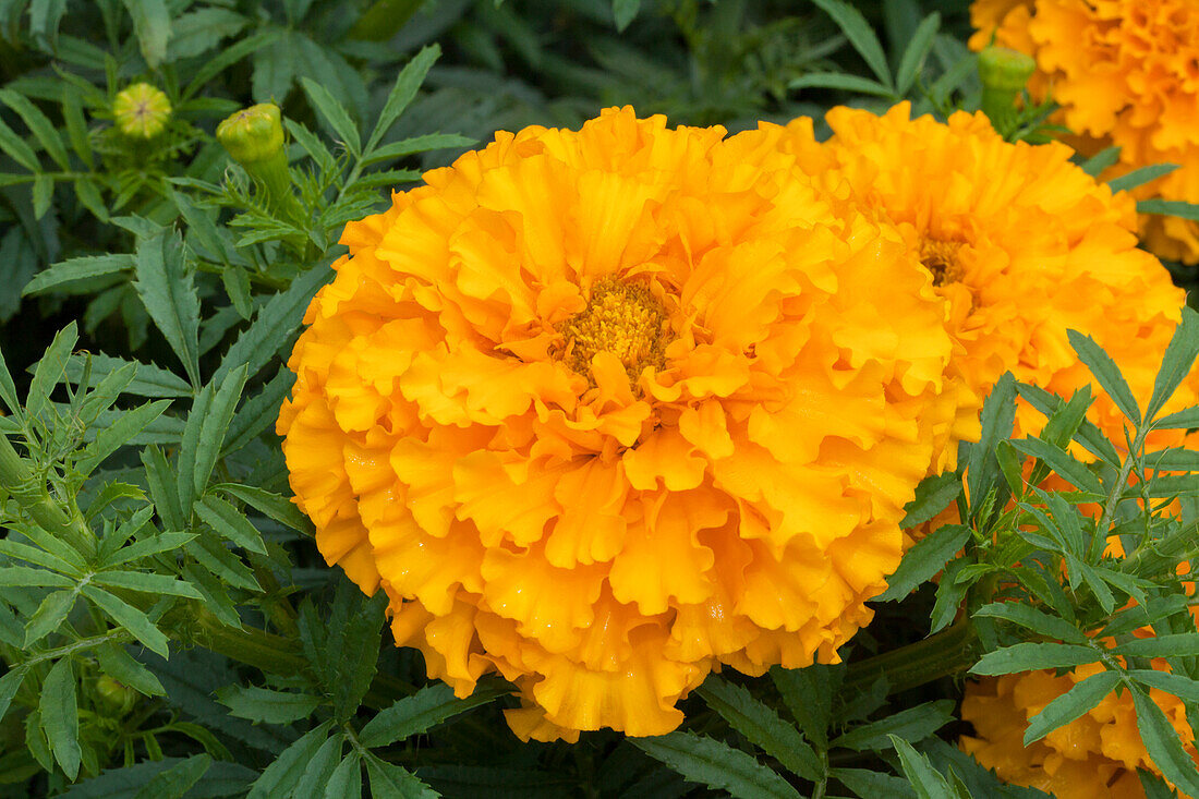 Tagetes erecta 'Golden Hedger