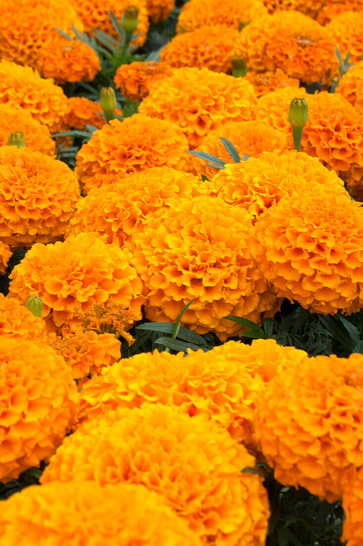 Tagetes erecta 'Taishan Orange'