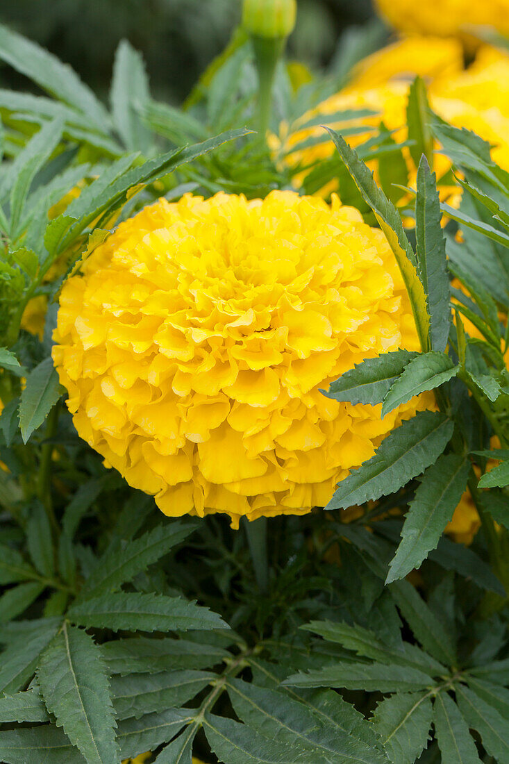 Tagetes erecta 'Taishan Yellow'