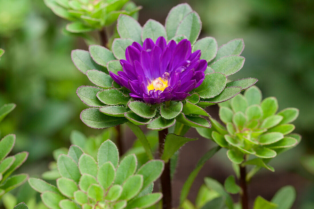 Callistephus chinensis 'Baby Dunkelblau'