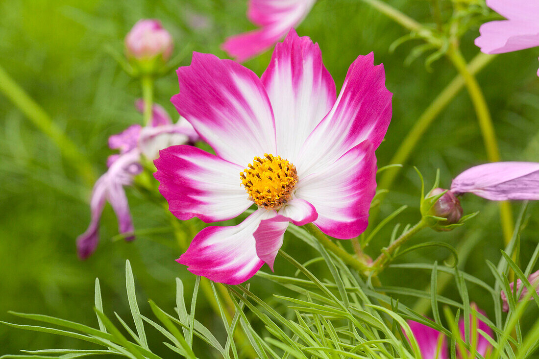 Cosmos bipinnatus