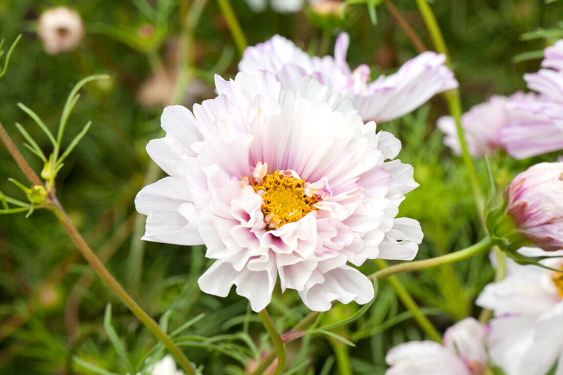 Cosmos bipinnatus