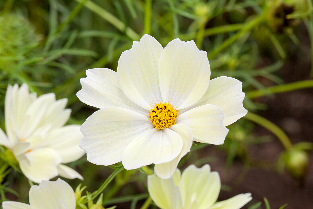 Cosmos bipinnatus Xanthos