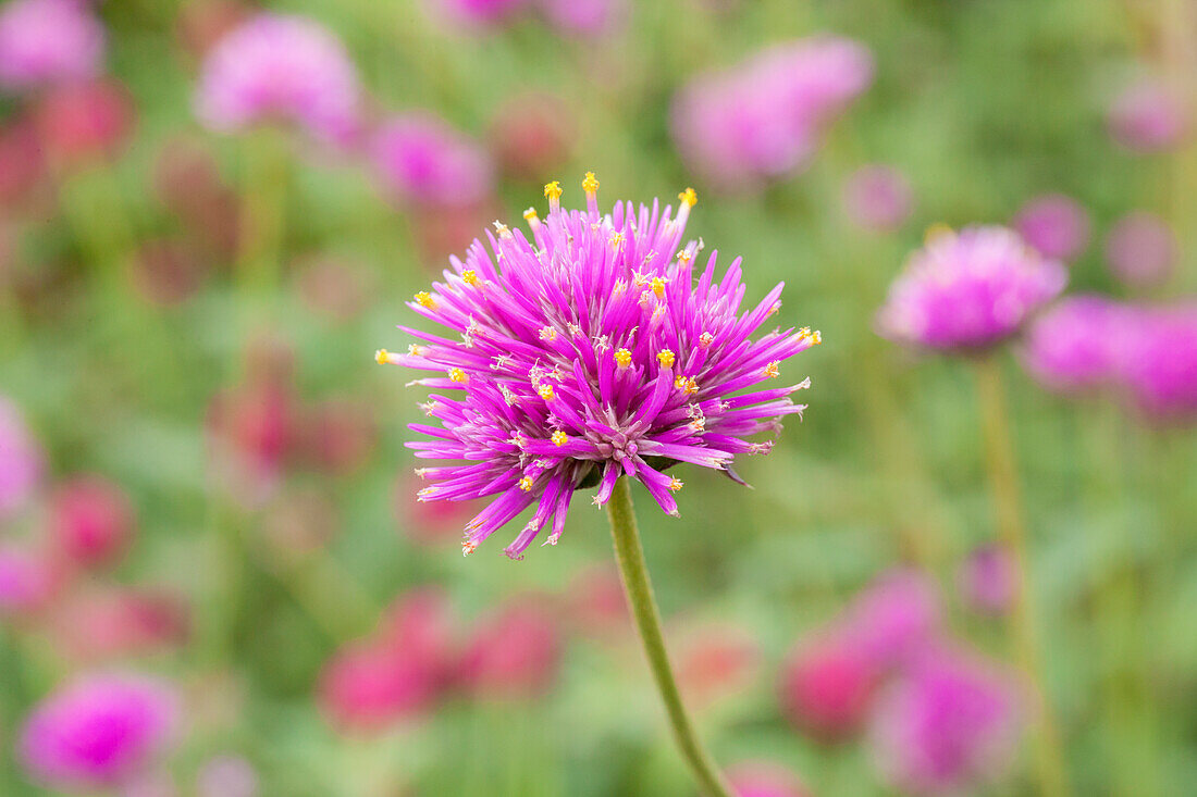 Gomphrena globosa 'Fireworks'