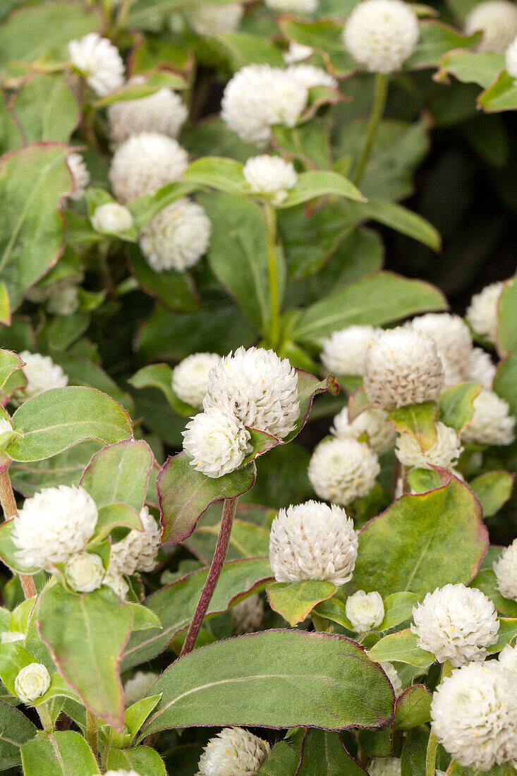 'Buddy White' Gomphrena globosa