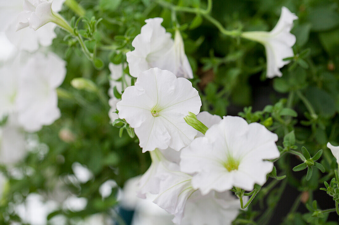 Petunia 'Succsess White' F1