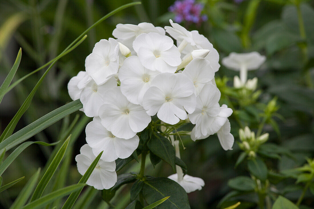 Phlox paniculata 'Younique White'