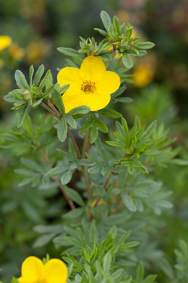 Potentilla fruticosa 'Kobold'