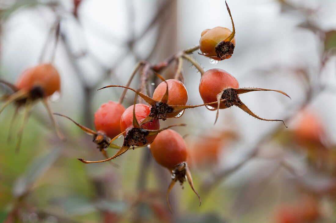 Rosa glauca