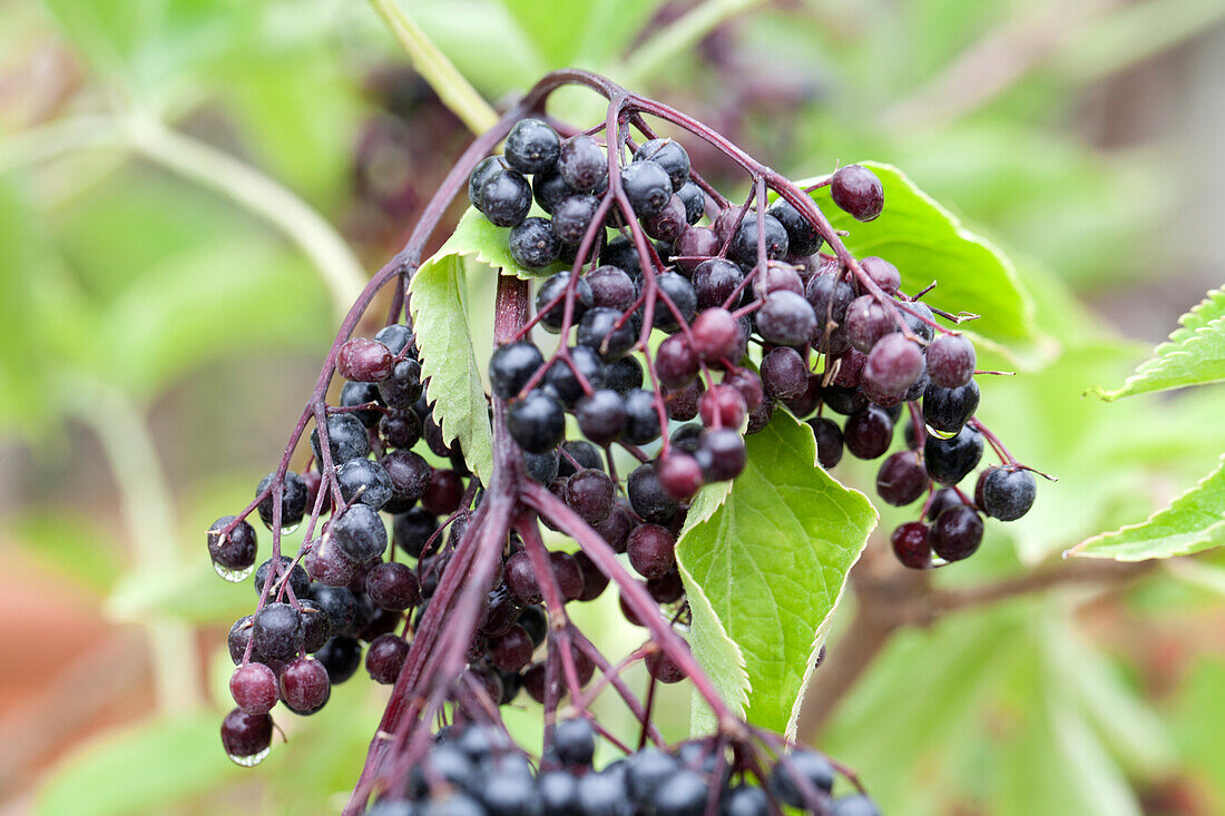 Sambucus nigra 'Haschberg'