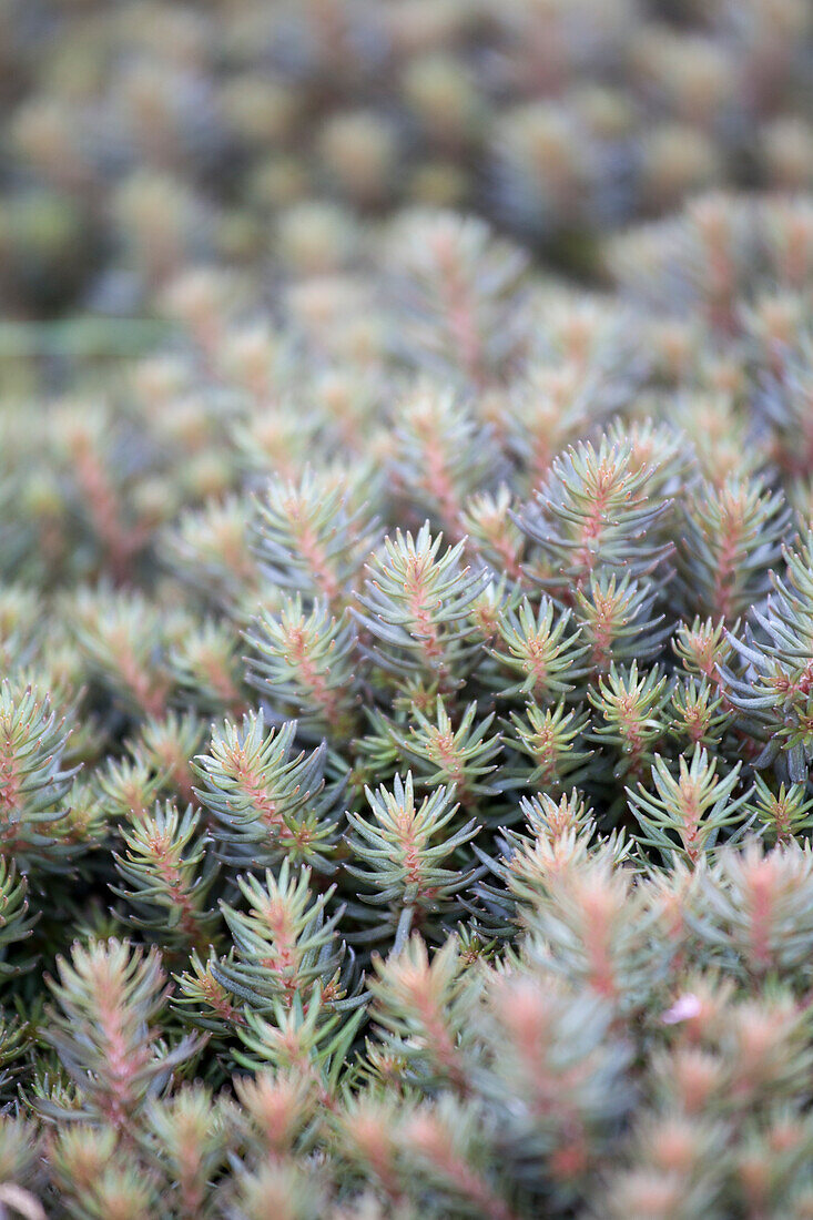 Sedum reflexum 'Chocolate Ball'