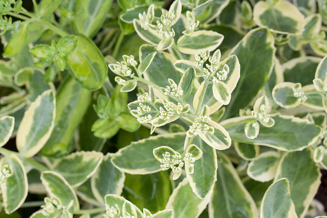 Sedum telephium 'Autumn Charm'