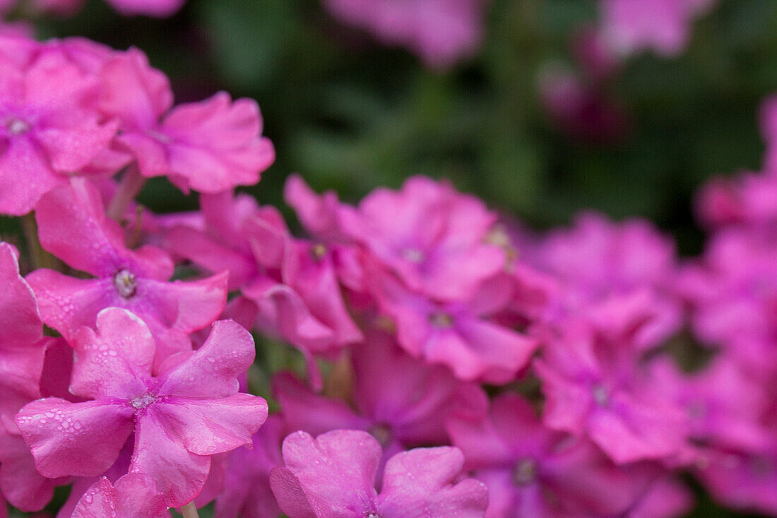 Verbena Hybride 'Vanessa Deep Pink'