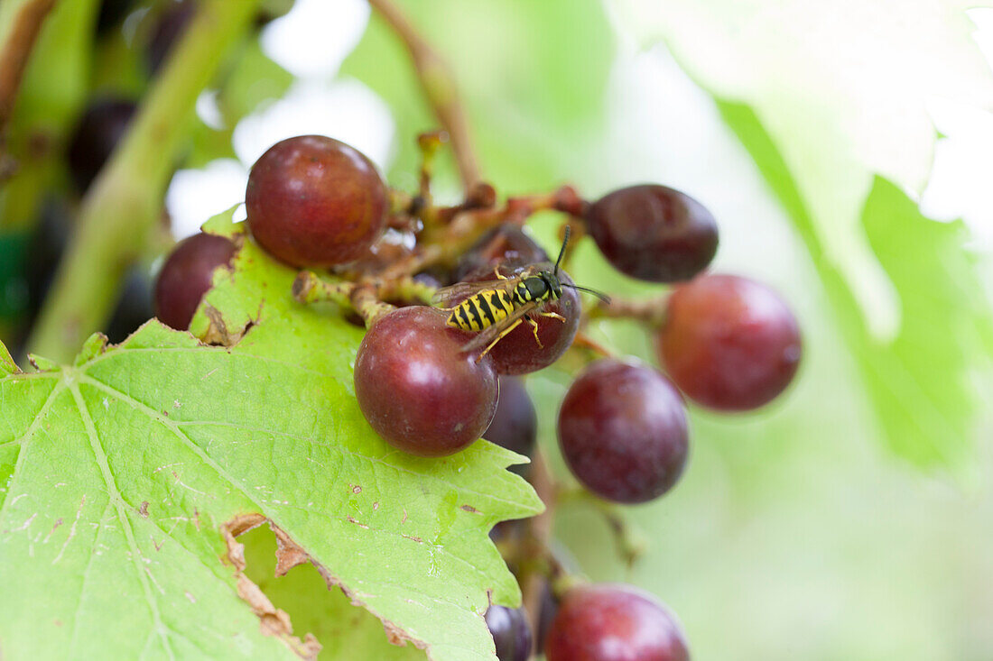 Vitis vinifera Hybride 'Magliasina'