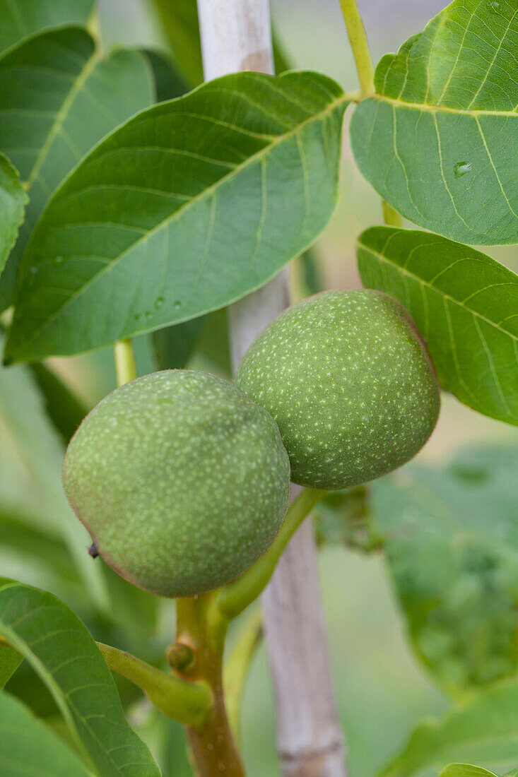 Juglans regia Mars