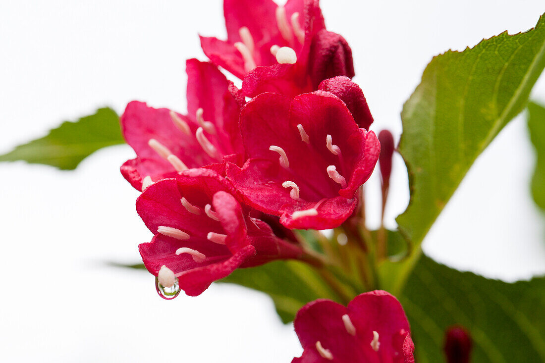 Weigela 'Red Prince'