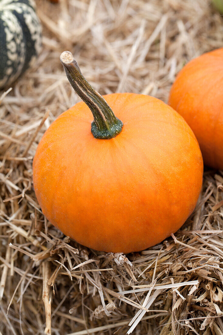 Cucurbita pepo 'Baby Bear'