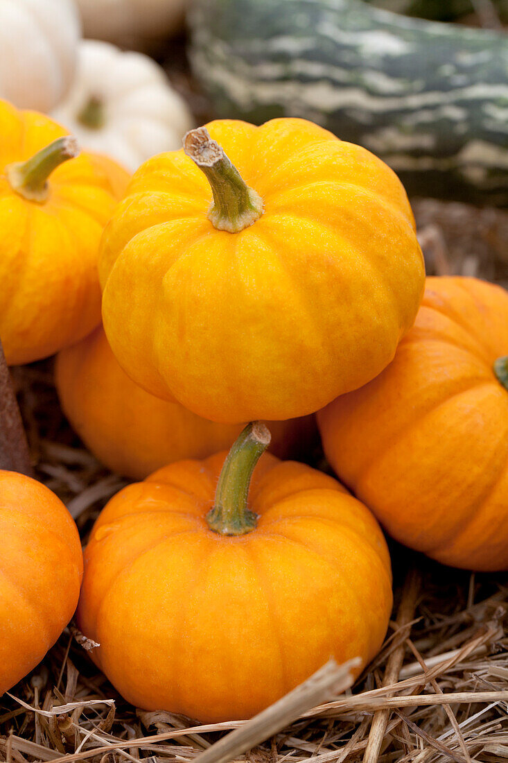 Cucurbita pepo 'Gold Dust F1'