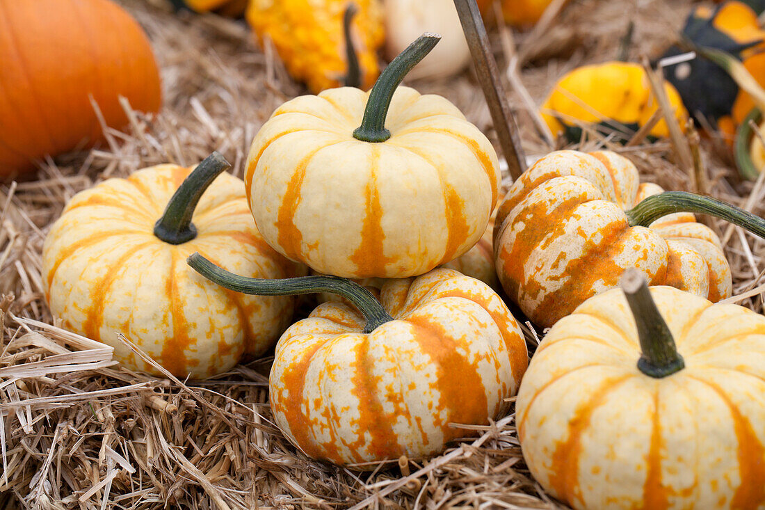 Cucurbita maxima 'Sweet Lightning'