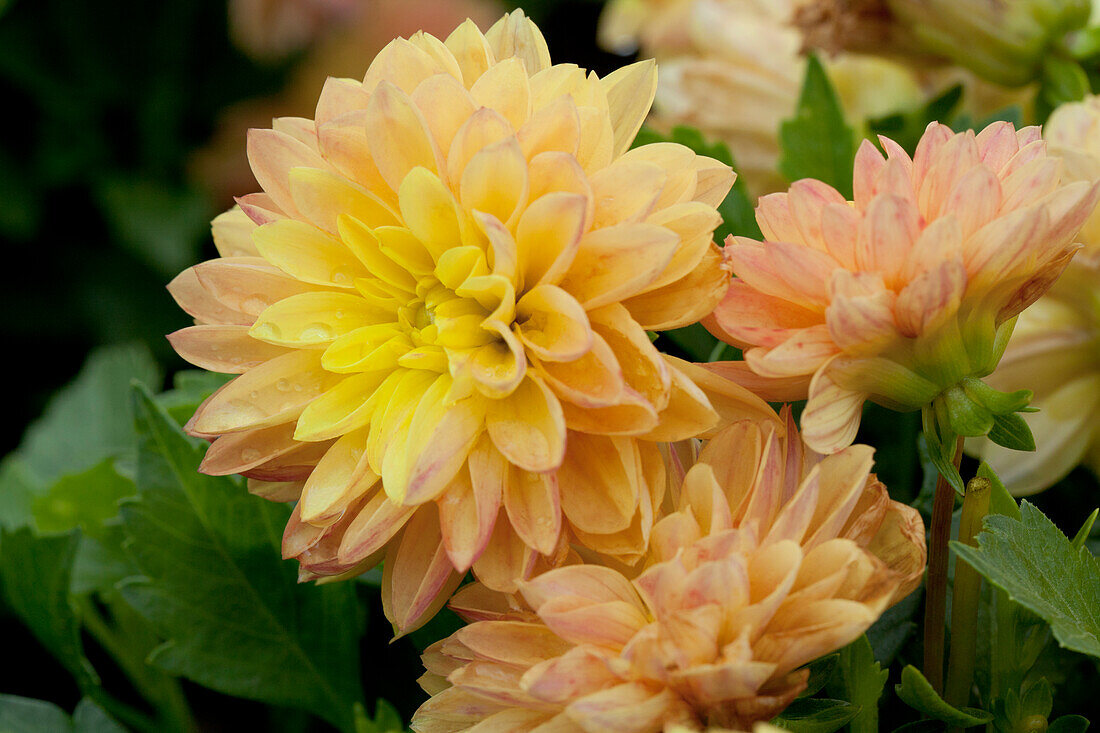 Dahlia LaBella® Grande Yellow