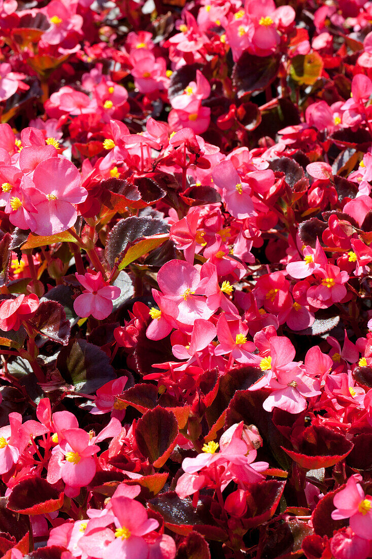 Begonia semperflorens 'Nightlife'