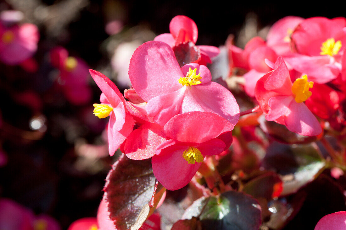 Begonia semperflorens 'Nightlife'