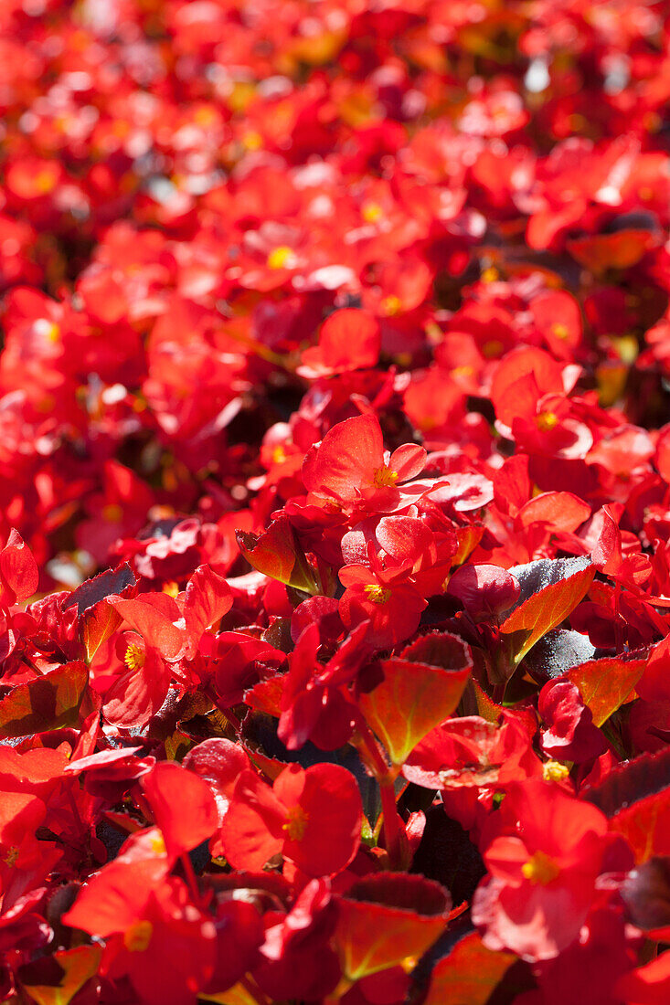 Begonia semperflorens 'Senator F1'