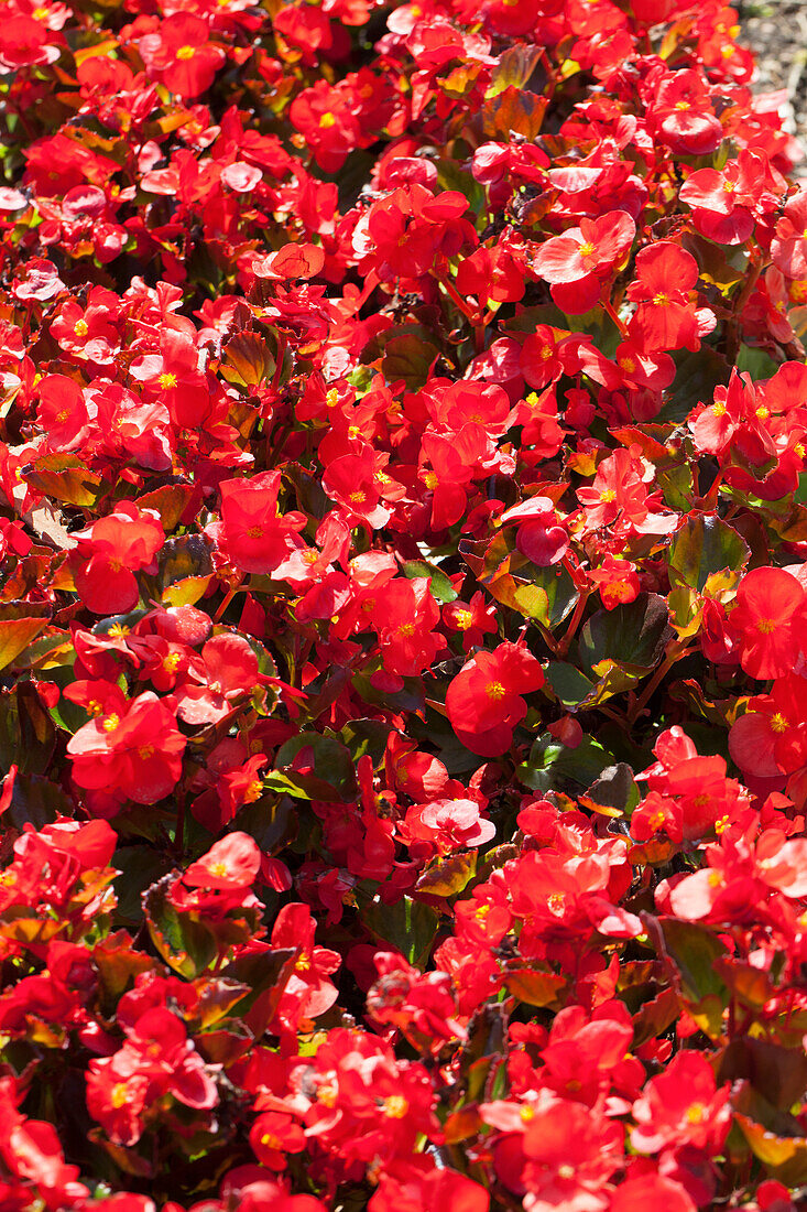 Begonia semperflorens, red