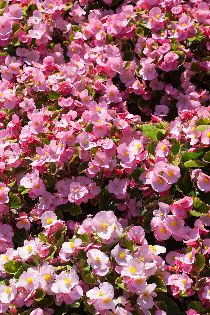 Begonia semperflorens 'Super Olympia® Red'