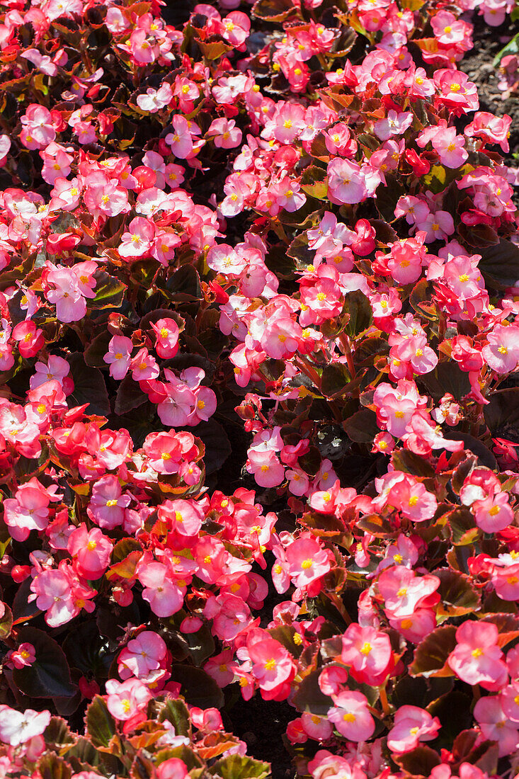 Begonia semperflorens