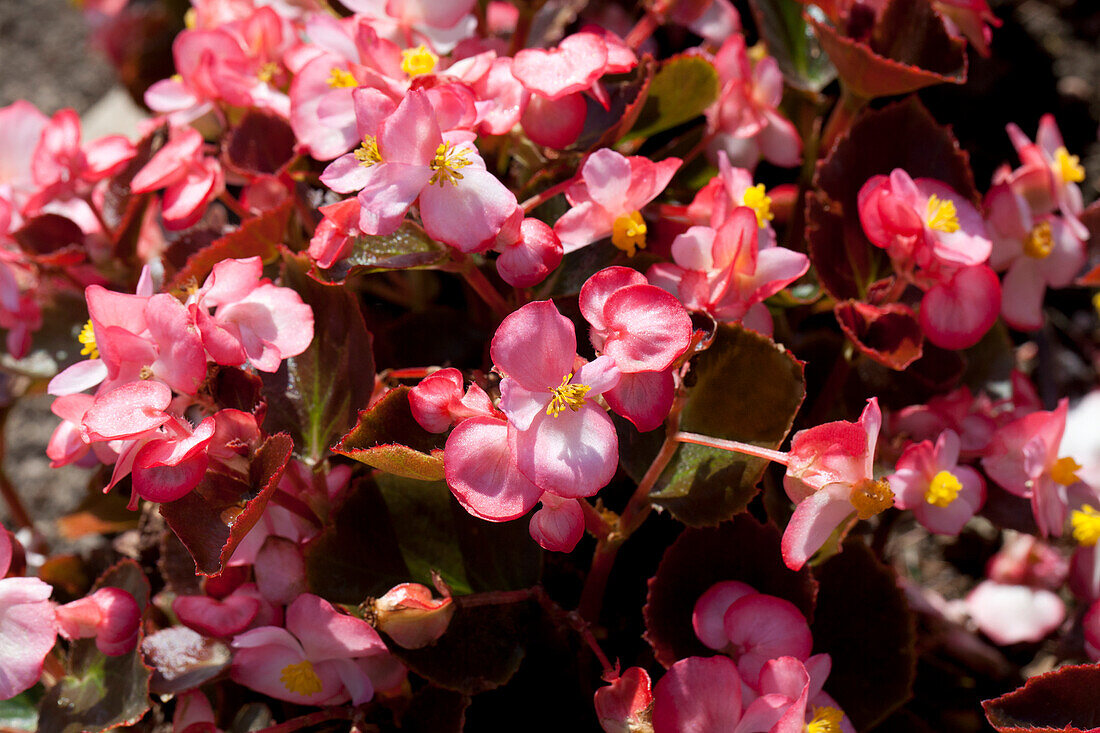 Begonia semperflorens 'Nightlife Blush'
