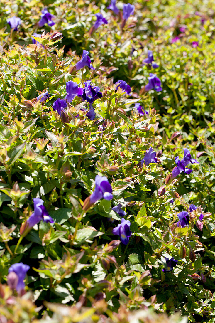 Torenia 'Moon Series'® Moon Indigo / Moon Indigo