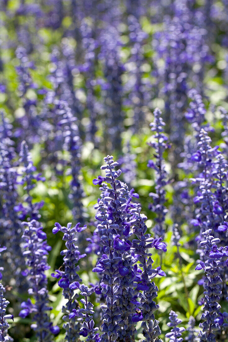 Salvia farinacea 'Sallyfun' Bicolor Beauty