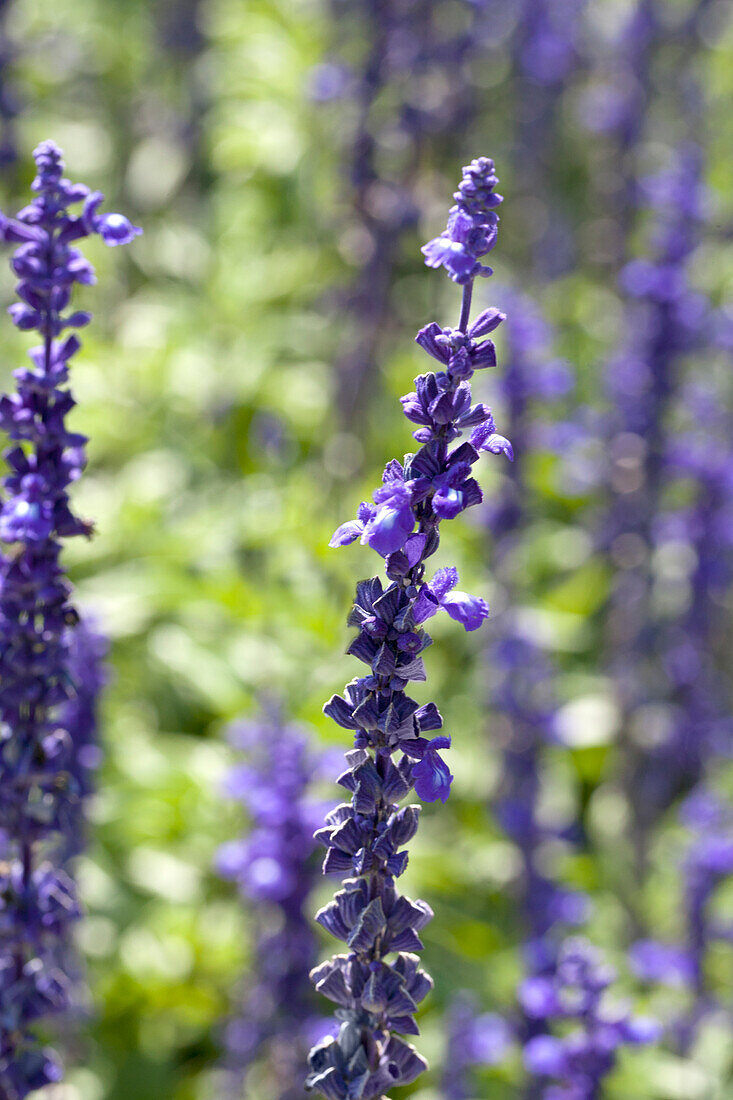 Salvia farinacea 'Sallyfun™ Blue'