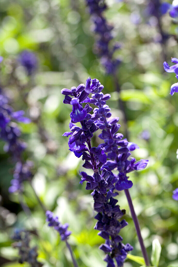 Salvia farinacea 'Sallyfun Blue Tune