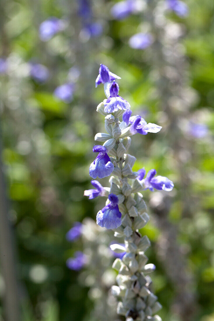 Salvia farinacea Sallyfun Sky Blue