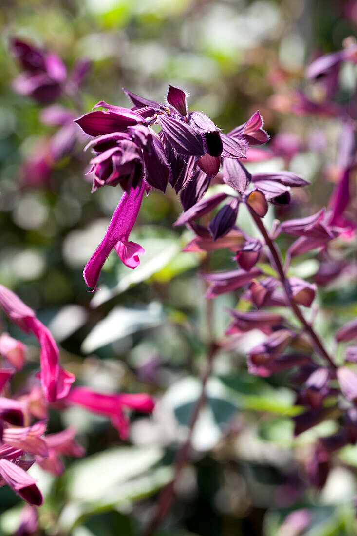 Salvia Love and Wishes