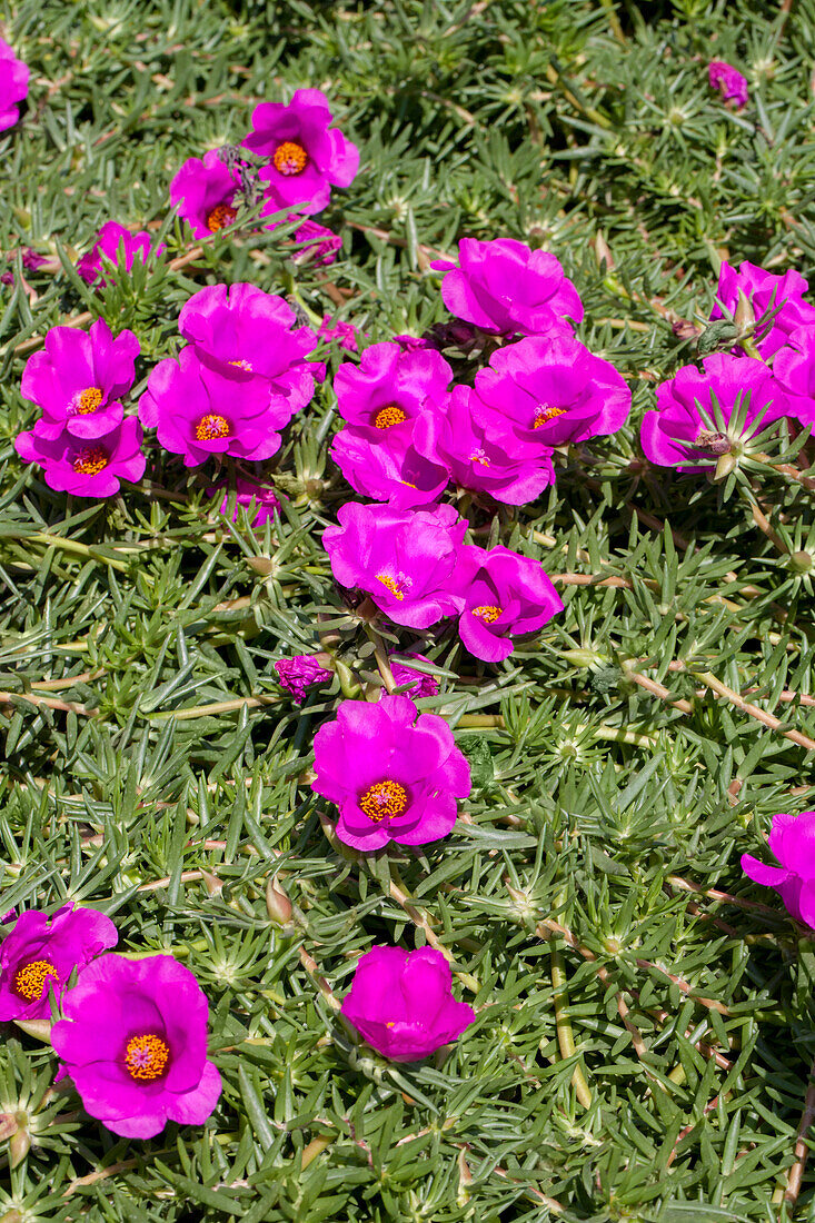 Portulaca grandiflora