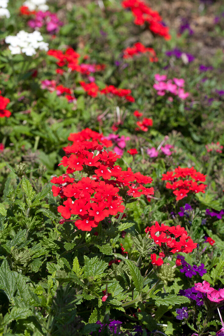 Verbena Hybride