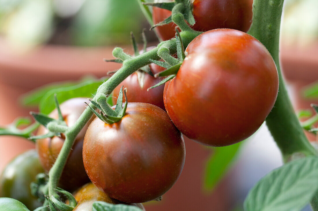 Solanum lycopersicum Bombonera F1