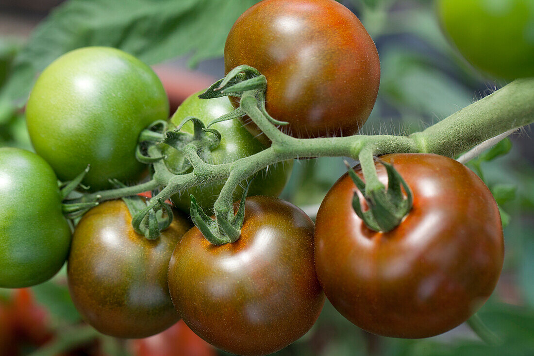 Solanum lycopersicum Bombonera F1