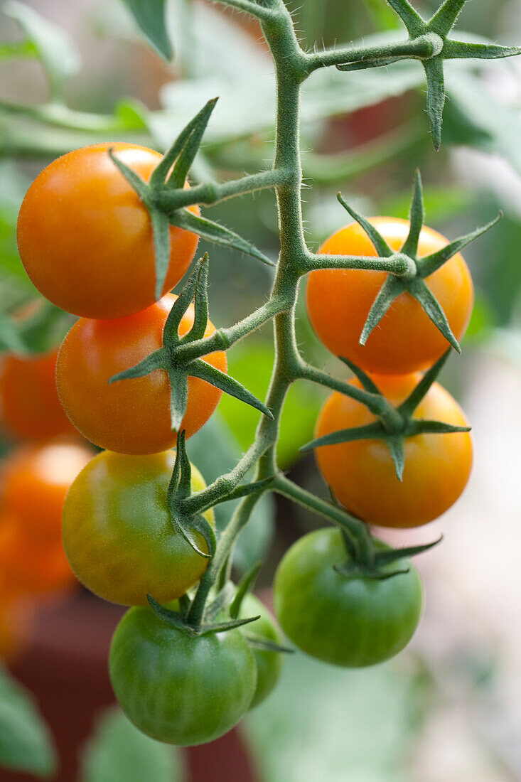 Solanum lycopersicum 'Sungold F1' F1