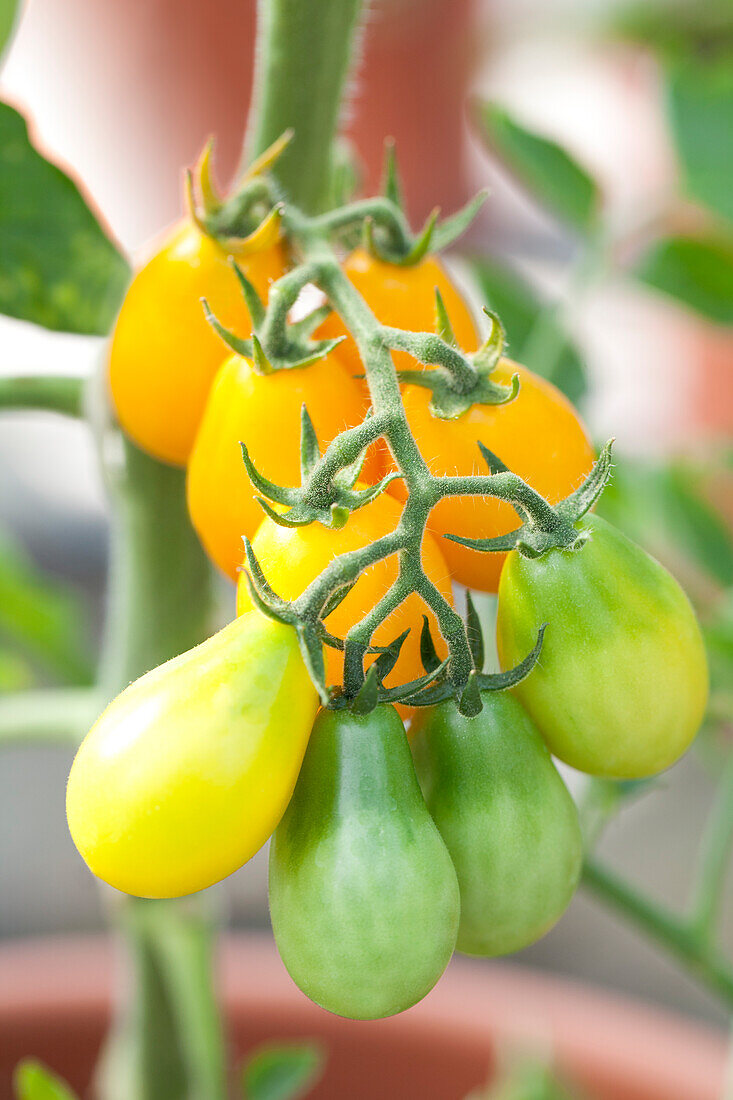 Solanum lycopersicum Ildi 