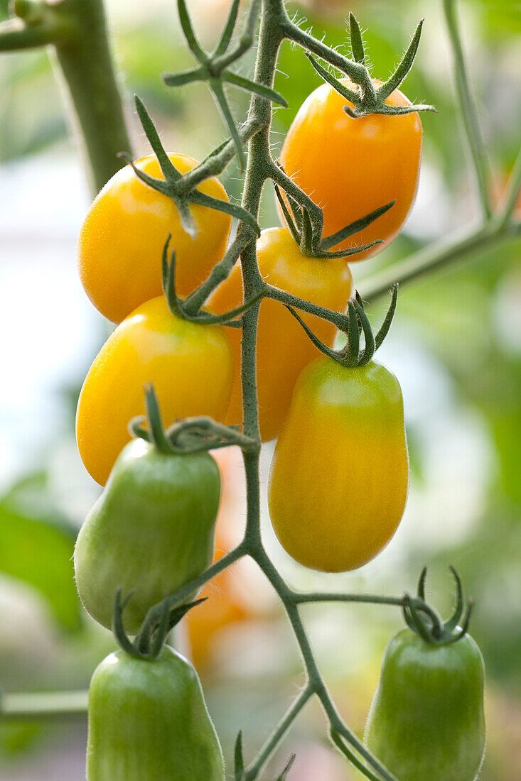 Solanum lycopersicum Panchito (Golden Santa)