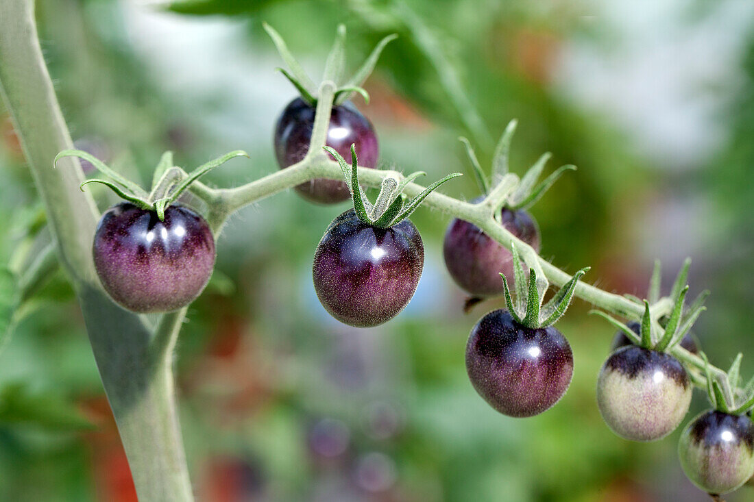 Solanum lycopersicum Indigo Blue Berries